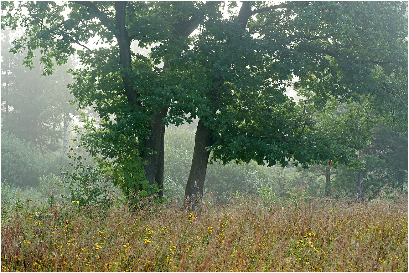 Окрестности Хрипани, image of landscape/habitat.