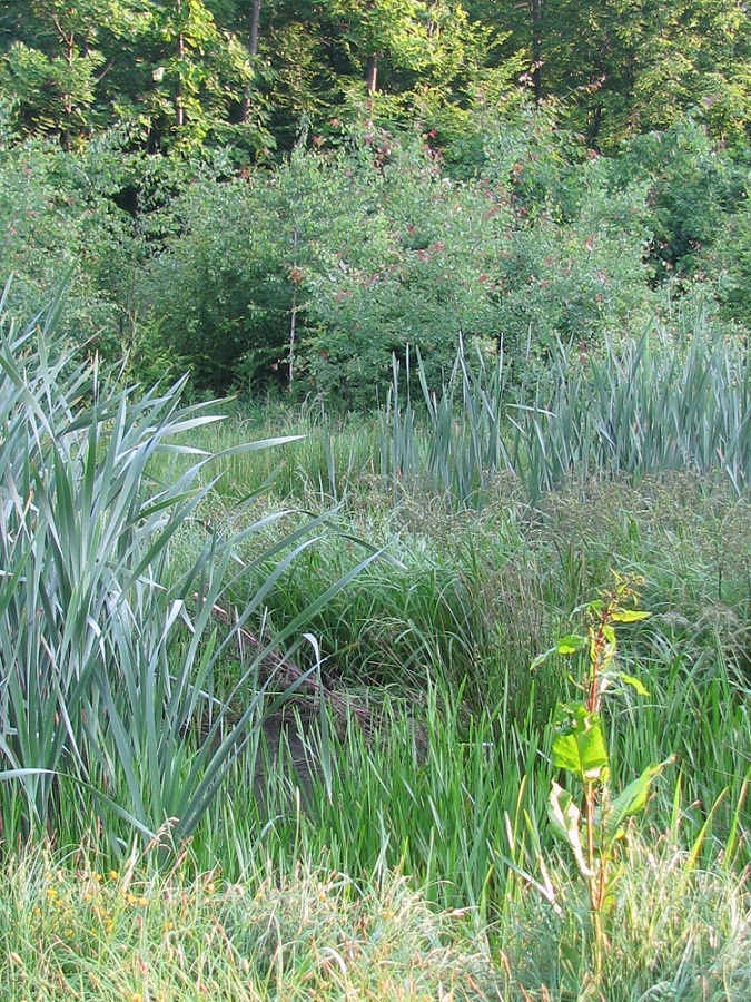 Почаев и его окрестности, image of landscape/habitat.