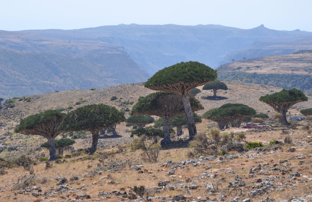 Плато Диксам, image of landscape/habitat.