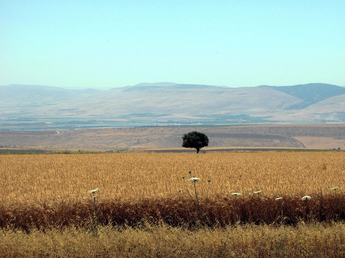 Горы Гильбоа, image of landscape/habitat.