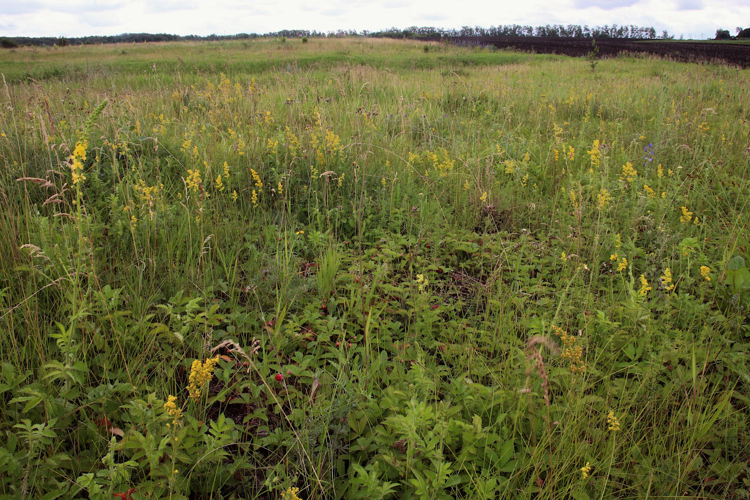 Орловка и окрестности, image of landscape/habitat.