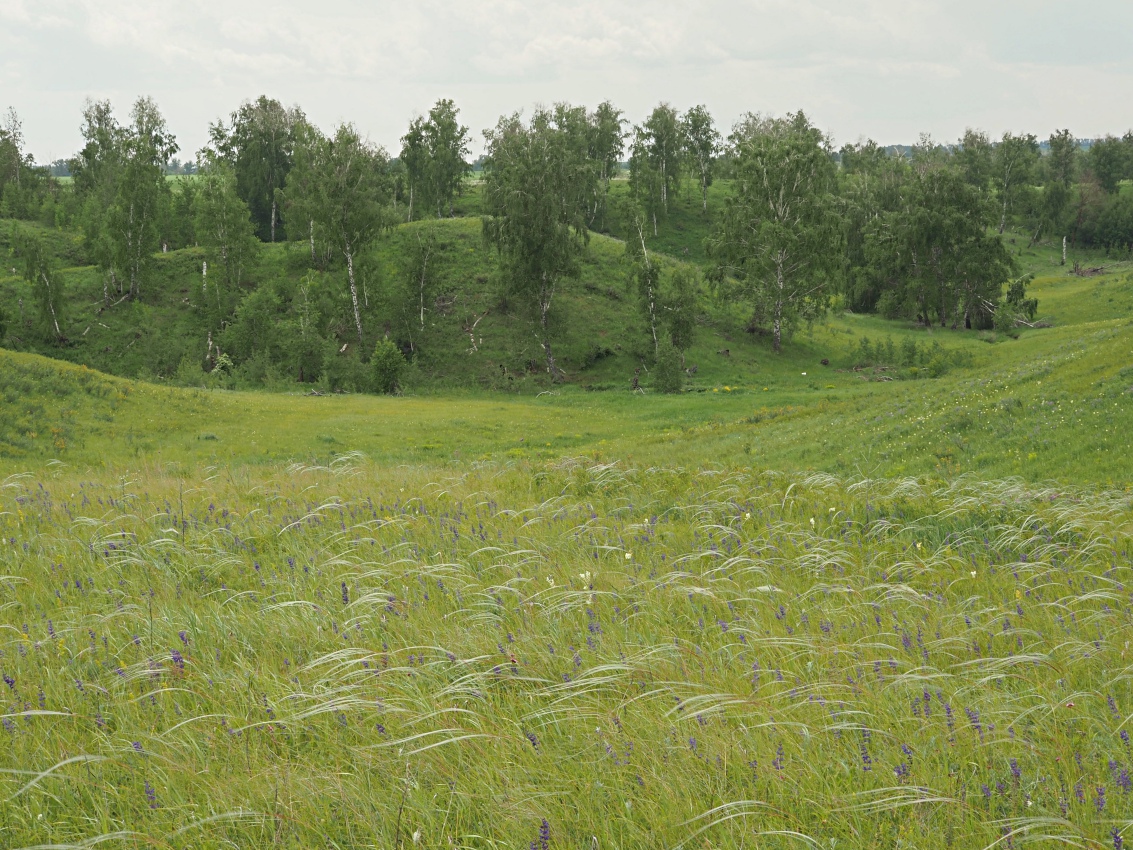 Долина реки Бирля и окрестности, image of landscape/habitat.