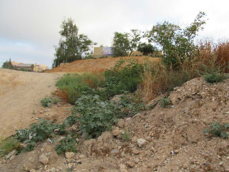 Пустырь в Беэр-Шеве, image of landscape/habitat.