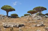 Плато Диксам, image of landscape/habitat.