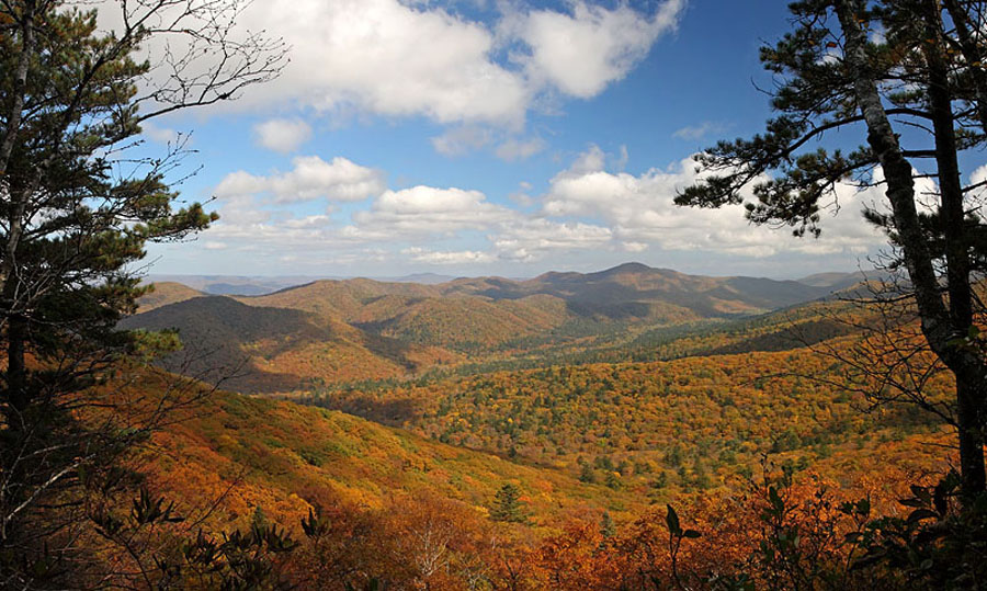 Кедровая падь, image of landscape/habitat.