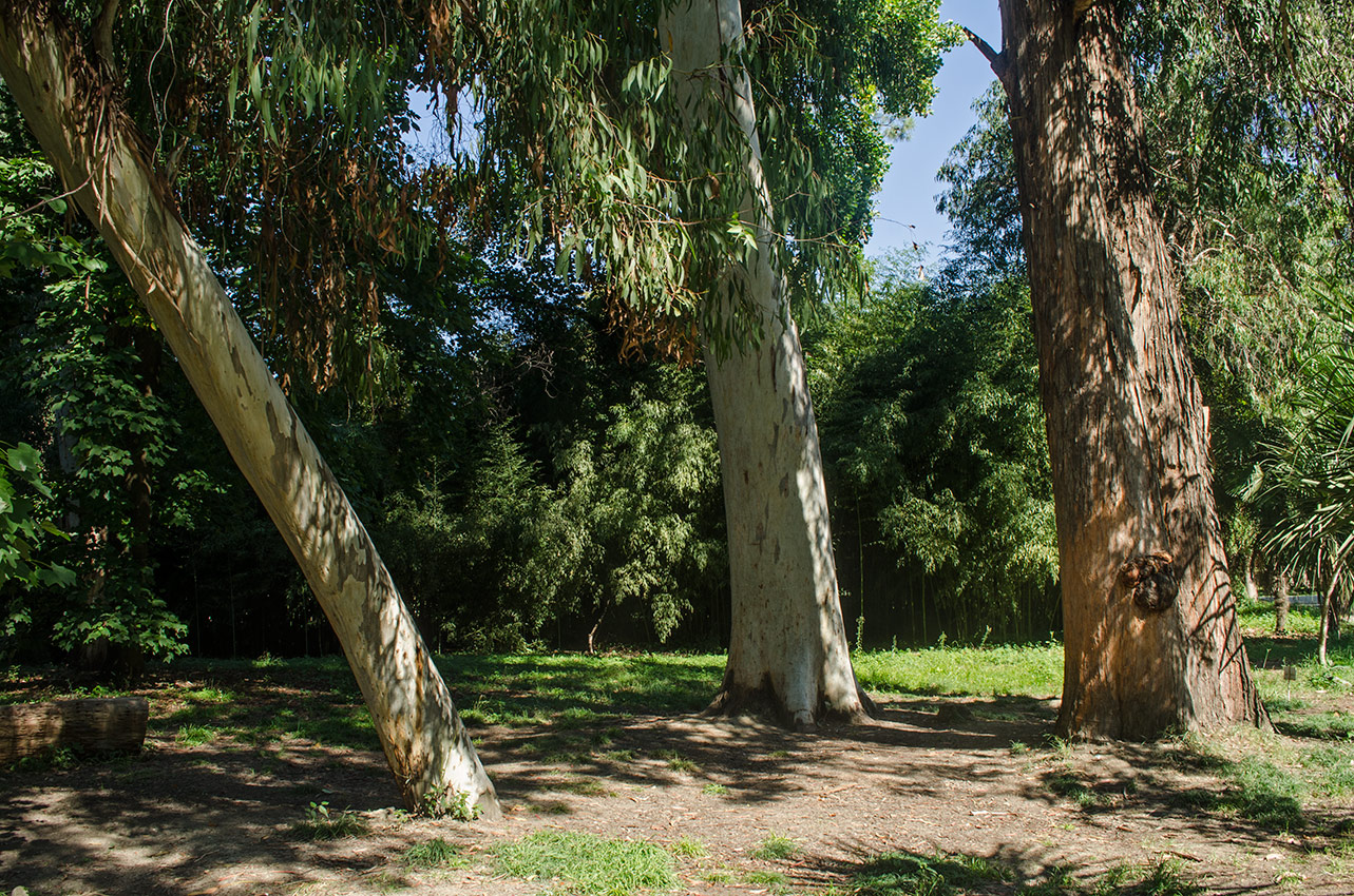 Парк «Южные культуры», image of landscape/habitat.