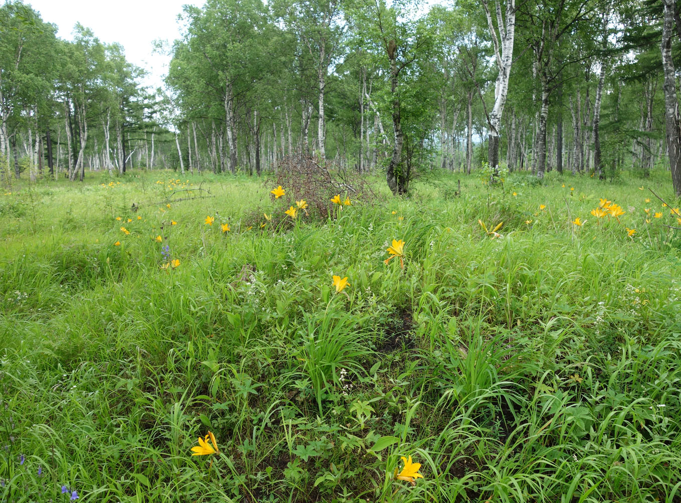 Ванино и окрестности, image of landscape/habitat.