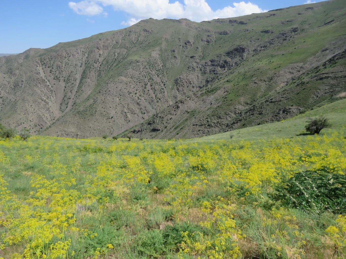 Хаятсай, image of landscape/habitat.