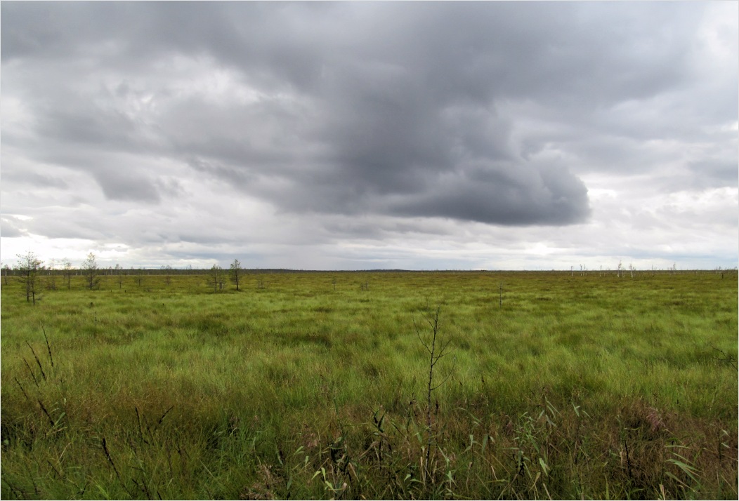 Пелецкий Мох, image of landscape/habitat.