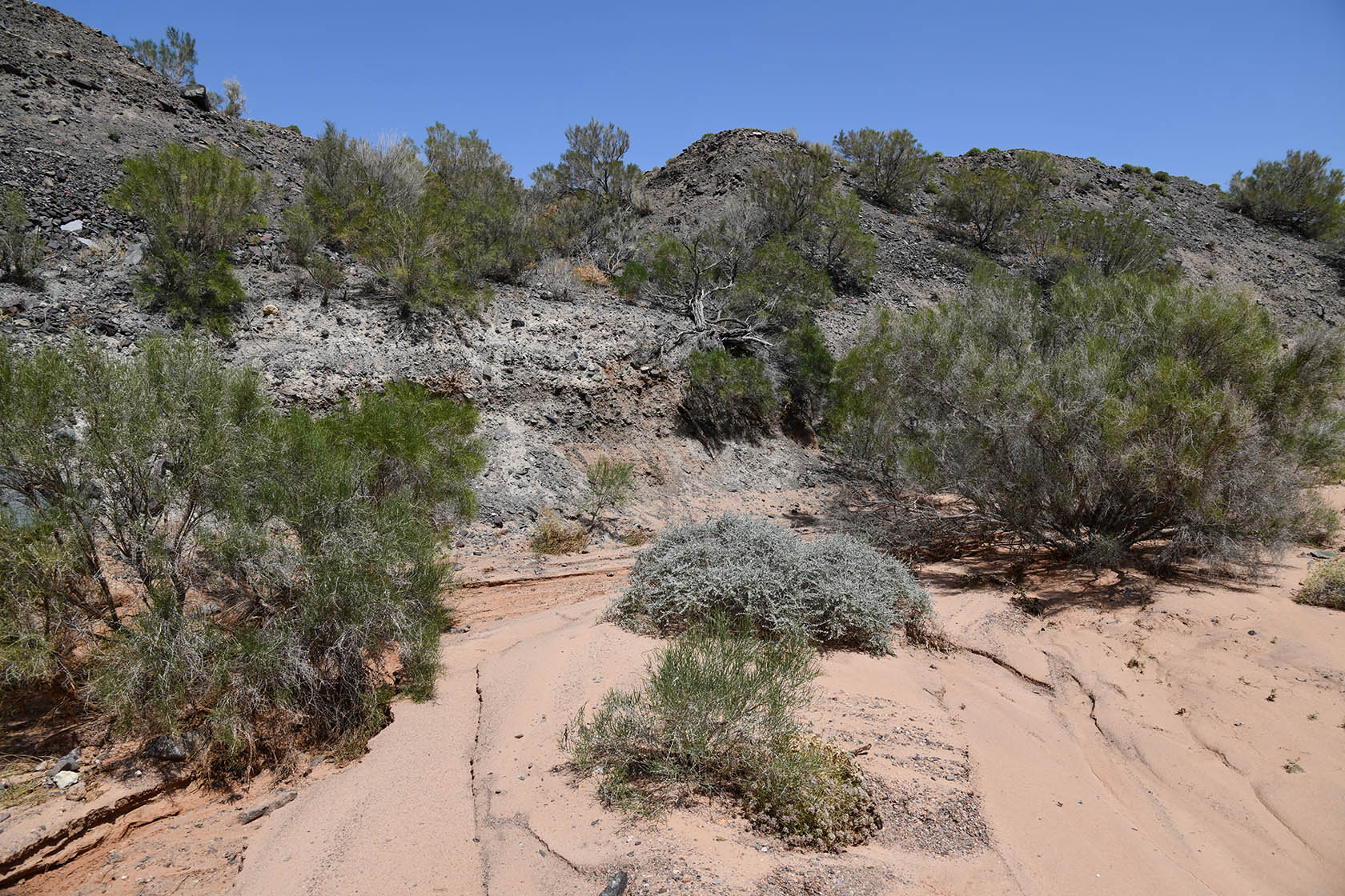 Бала-Богуты, image of landscape/habitat.