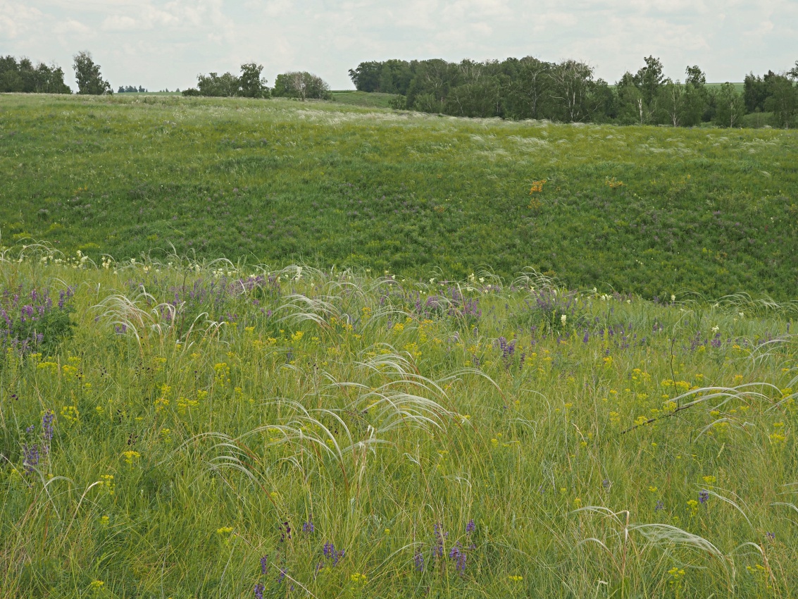 Долина реки Бирля и окрестности, image of landscape/habitat.