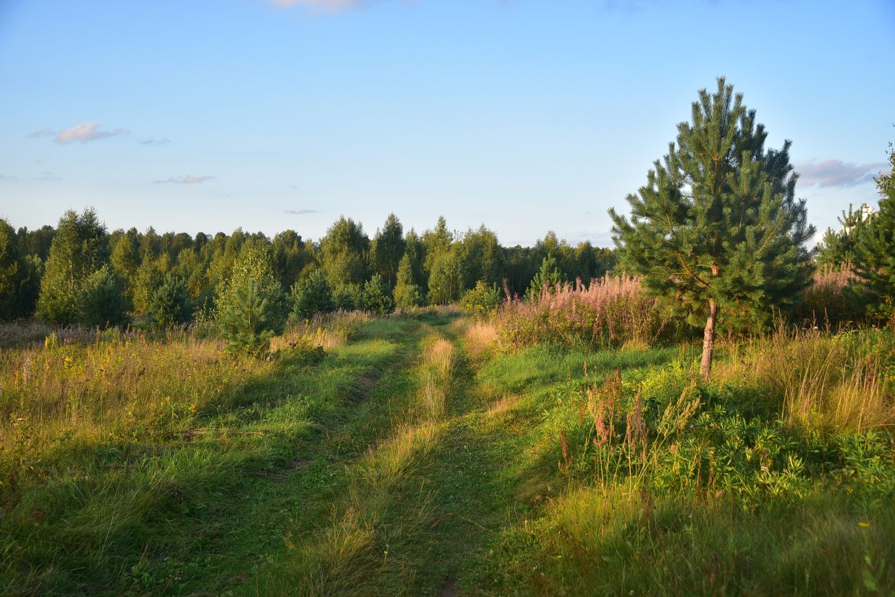 Савино и окрестности, image of landscape/habitat.
