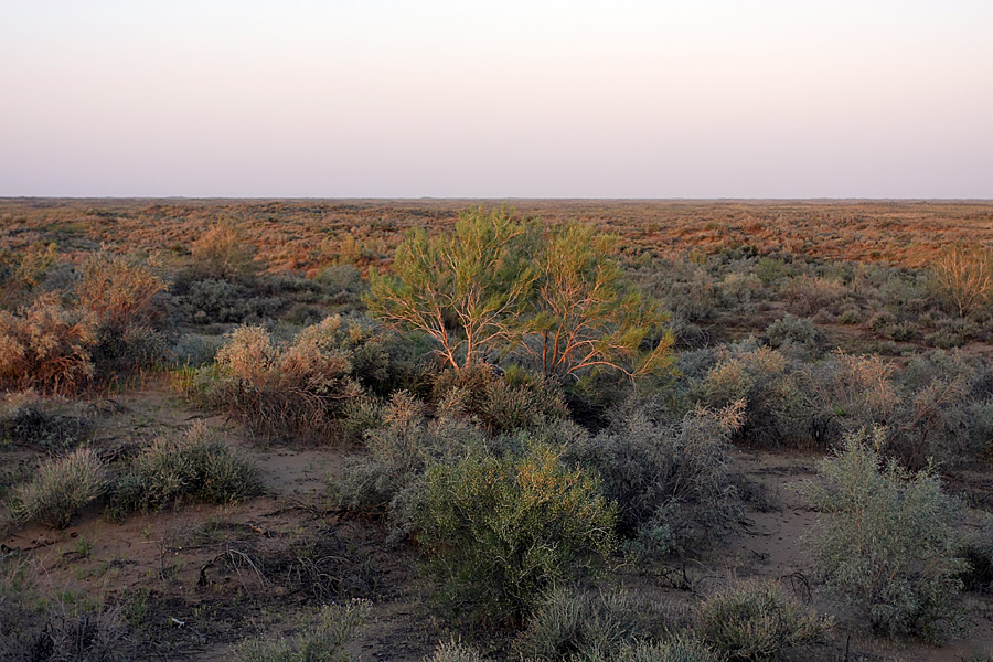 Кызылкум Восточный 2, image of landscape/habitat.