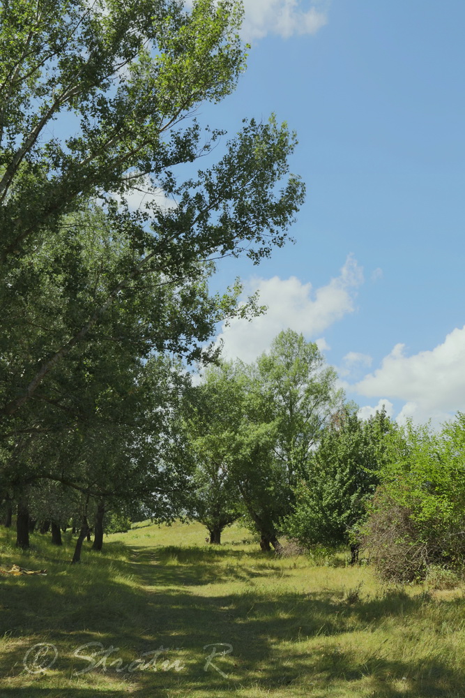 Река Днестр, с. Слободзея-Дужка, image of landscape/habitat.