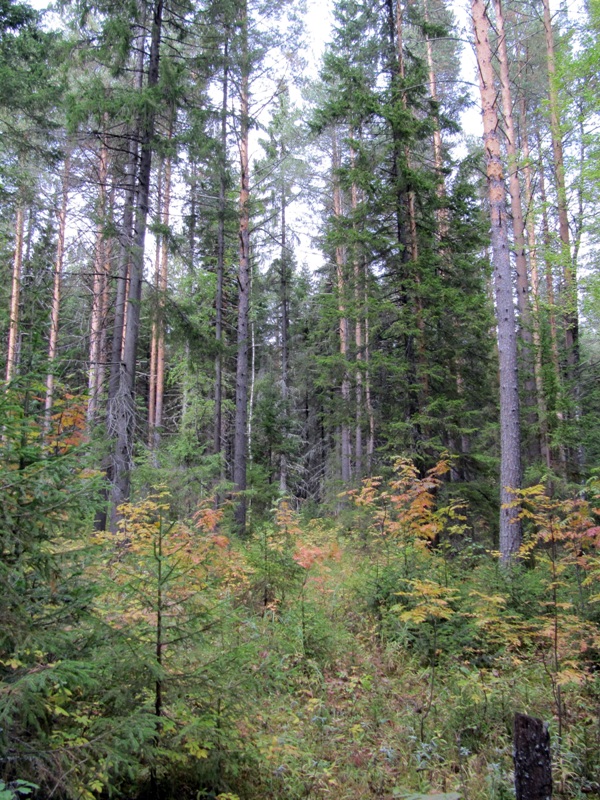 Алёшино, image of landscape/habitat.