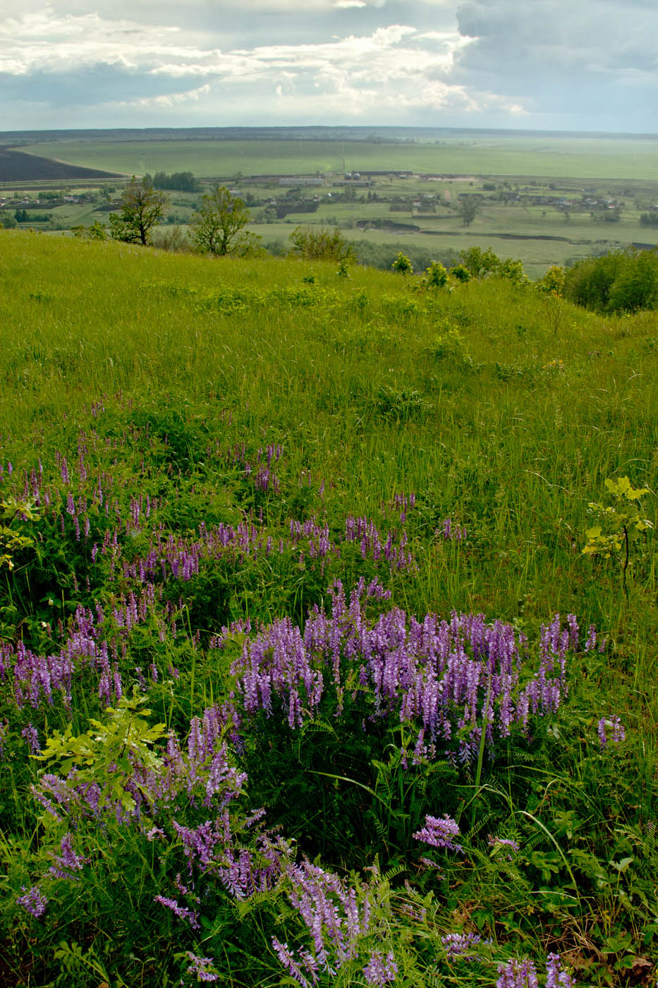 Увалы, image of landscape/habitat.