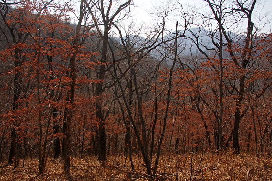 Кедровая падь, image of landscape/habitat.