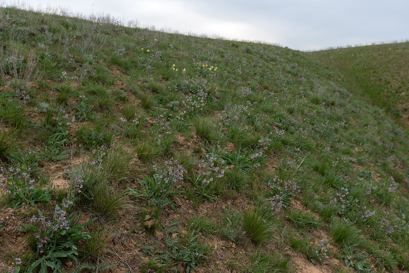 Окрестности села Троицкое, image of landscape/habitat.