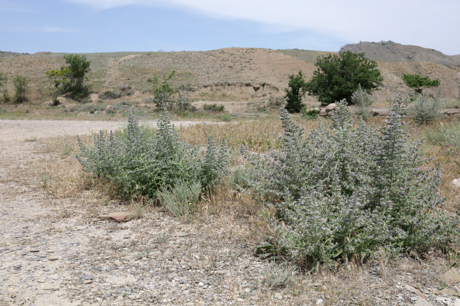 Лисья бухта, image of landscape/habitat.