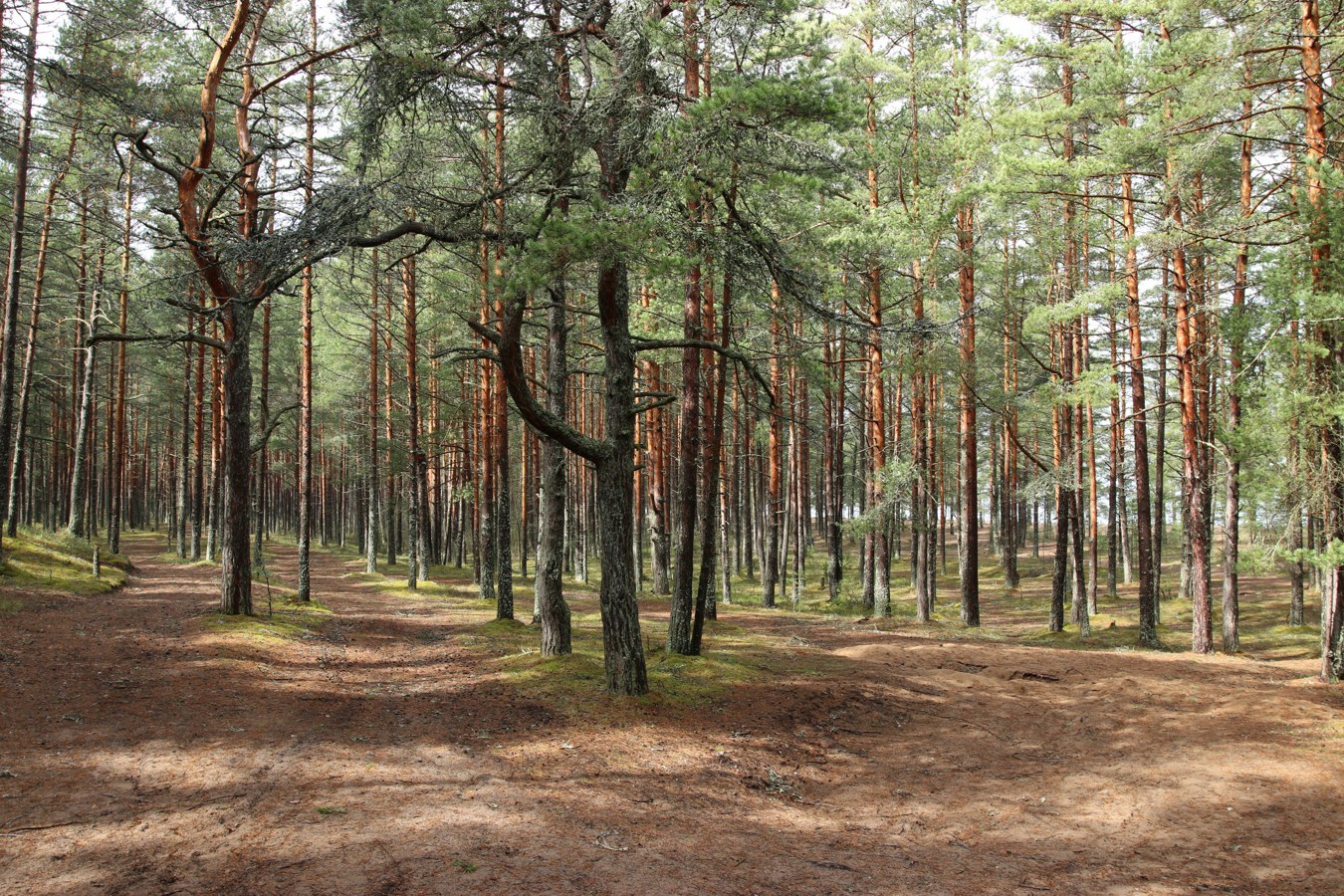 Лебяжье, изображение ландшафта.