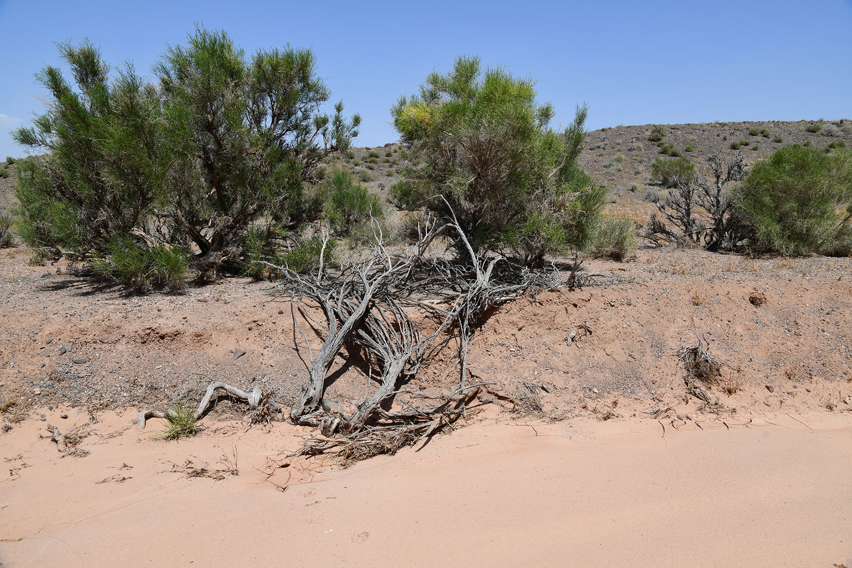 Бала-Богуты, image of landscape/habitat.