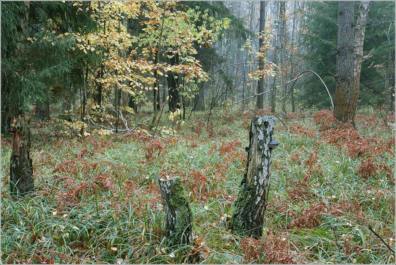 Окрестности Хрипани, image of landscape/habitat.