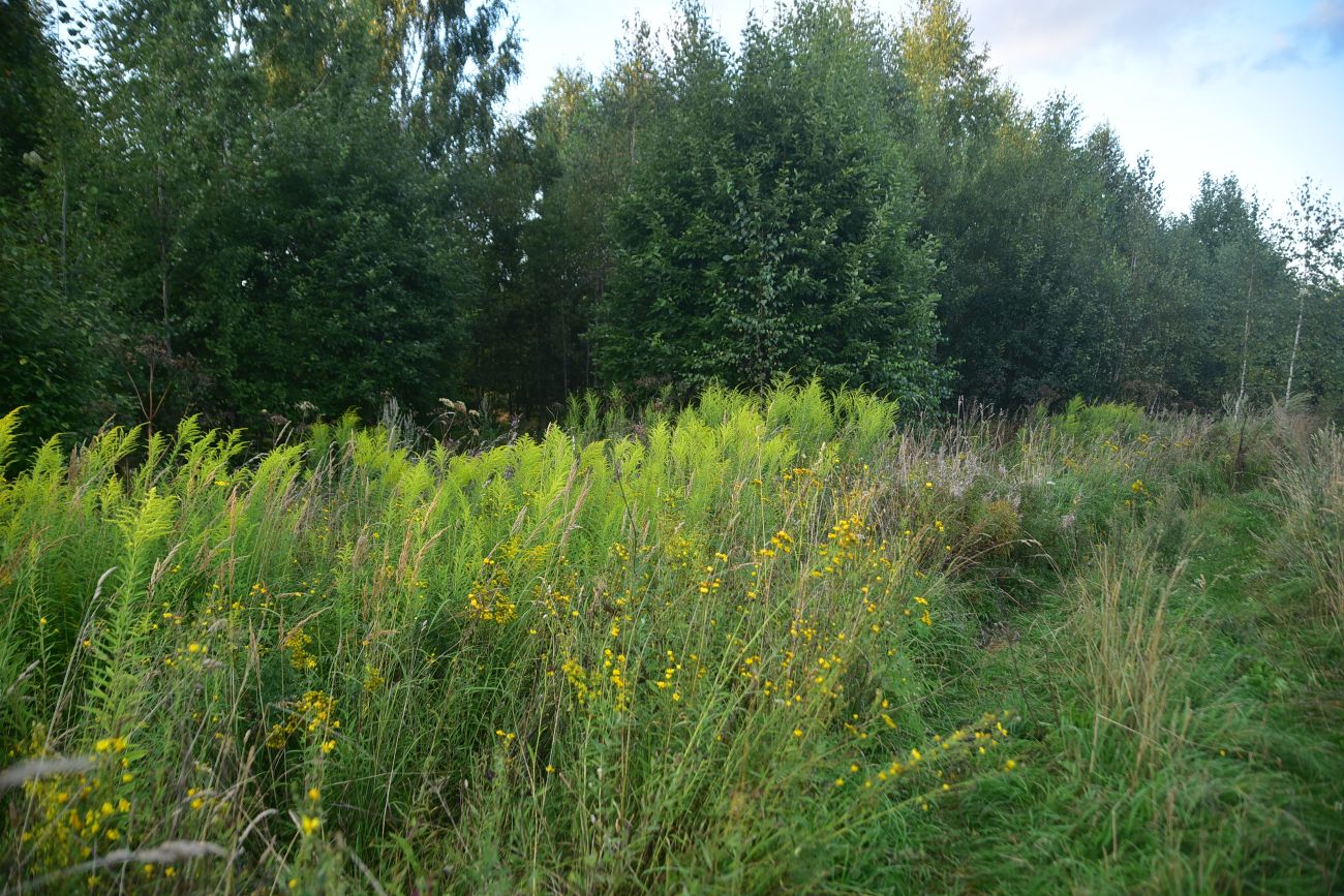Савино и окрестности, image of landscape/habitat.