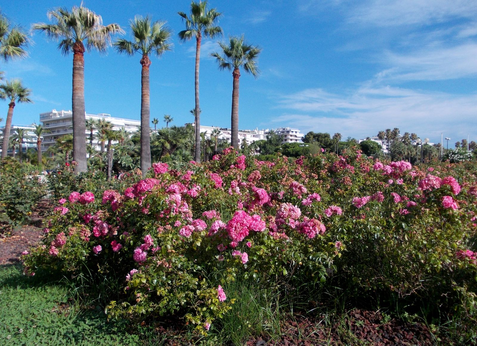 Канны, image of landscape/habitat.