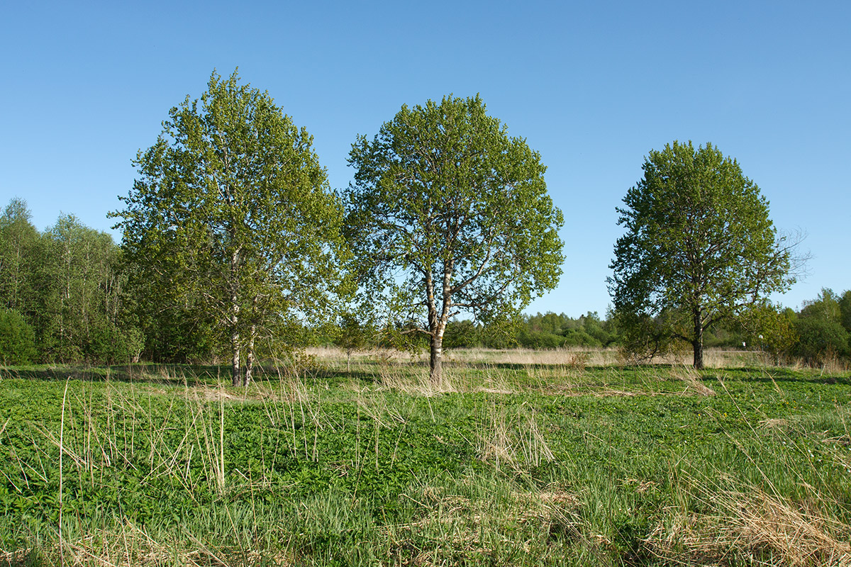 Истоки Шингарки, image of landscape/habitat.