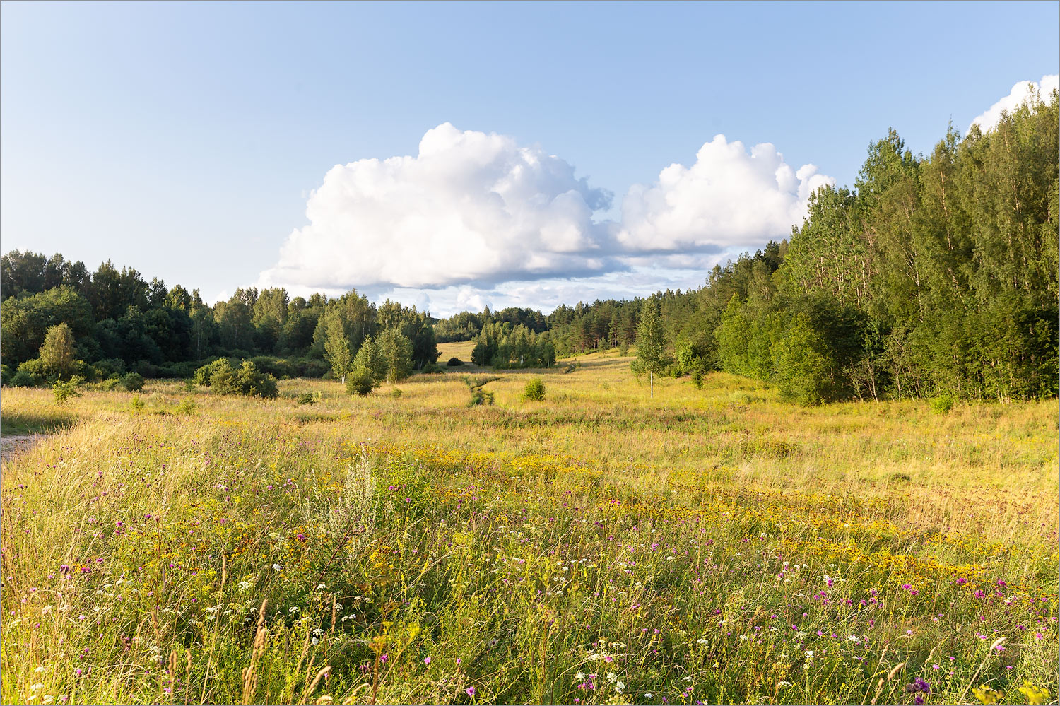 Изборско-Мальская долина, image of landscape/habitat.