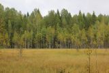 Бассейн реки Княжая, image of landscape/habitat.