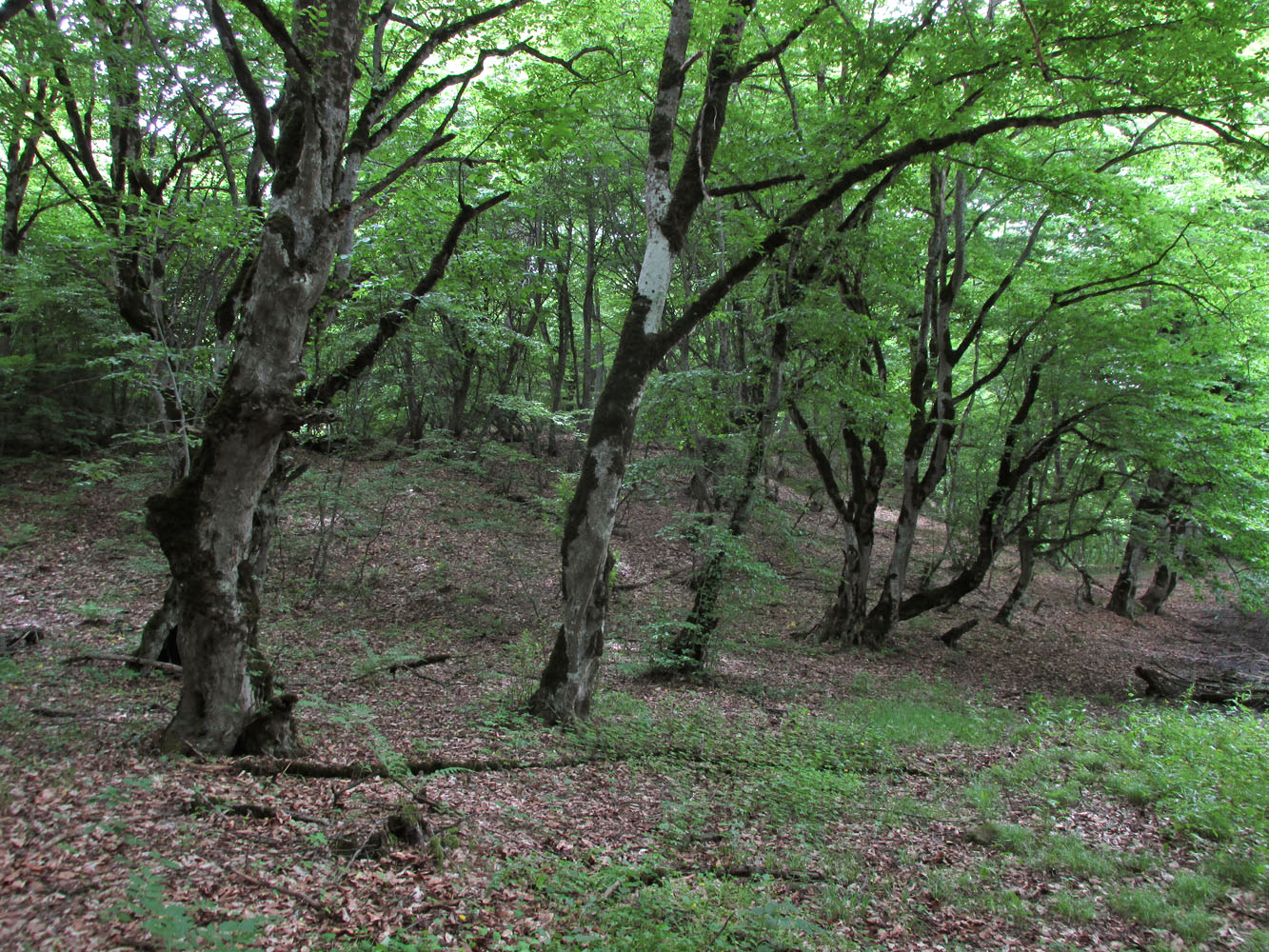 Окрестности села Татиль, image of landscape/habitat.