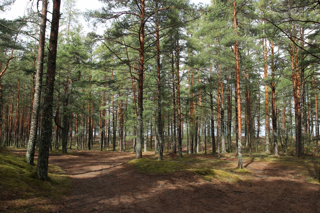 Лебяжье, image of landscape/habitat.