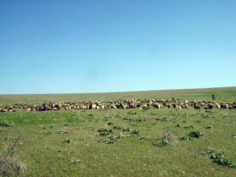 Чу-Илийские горы, юг, image of landscape/habitat.