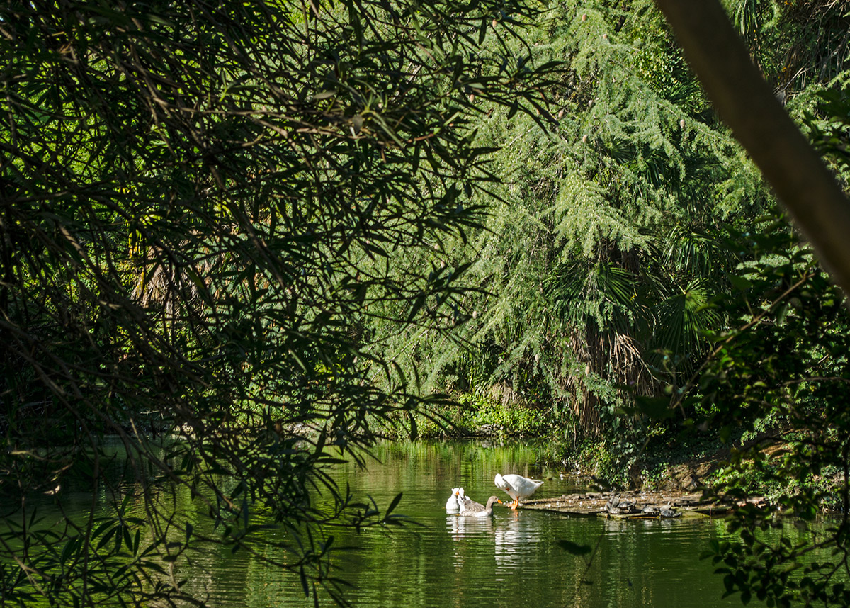 Парк «Южные культуры», image of landscape/habitat.