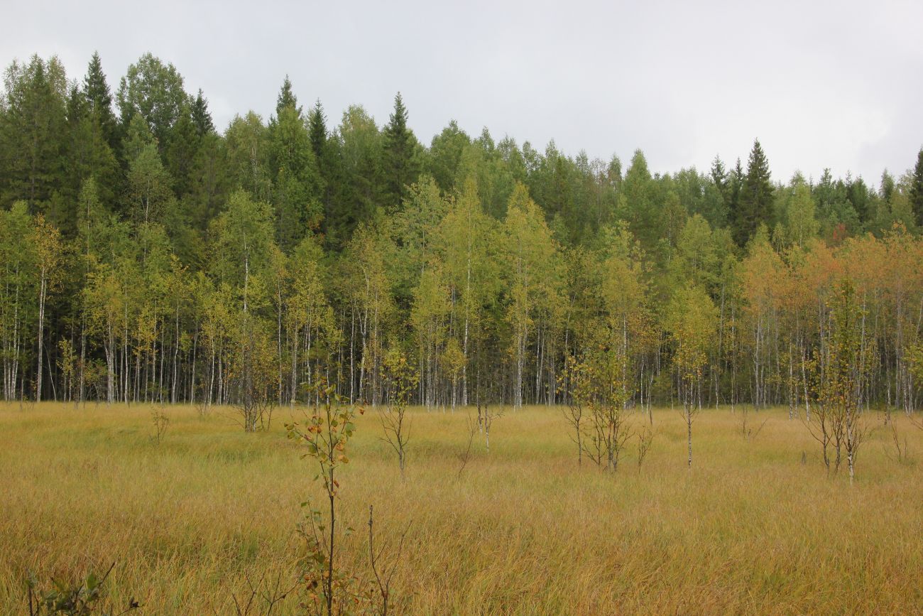 Бассейн реки Княжая, image of landscape/habitat.