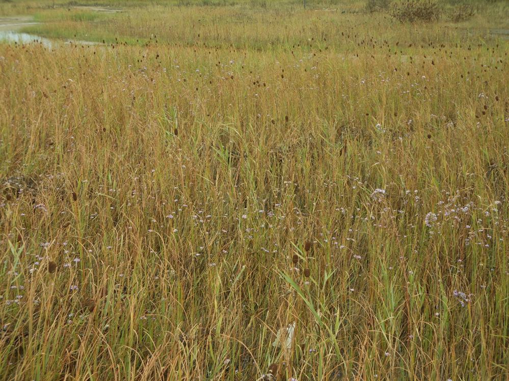 Находка, image of landscape/habitat.