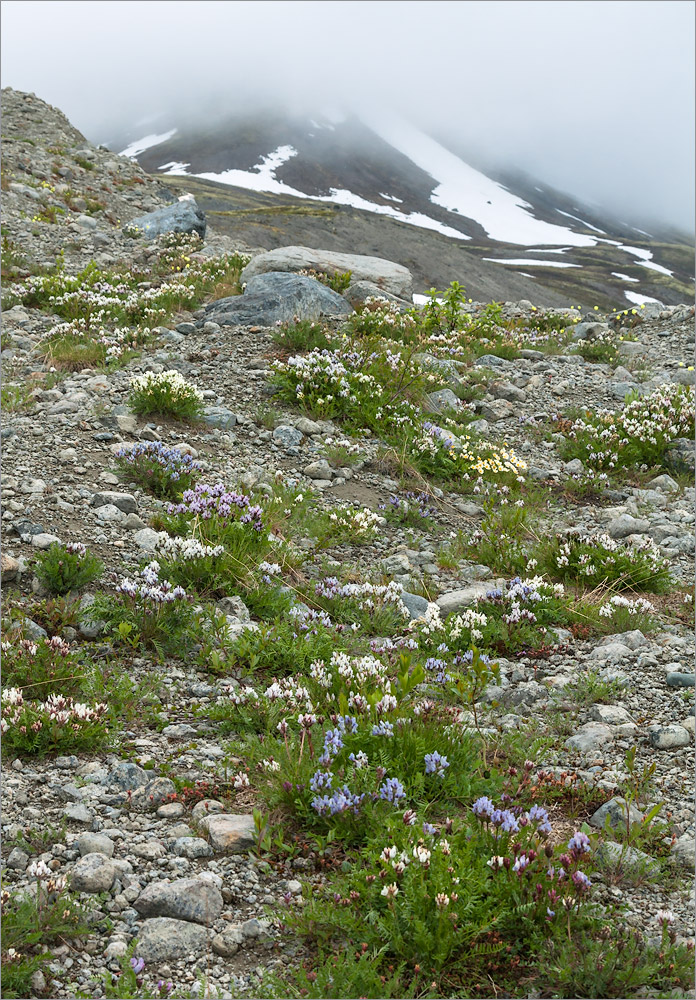 Кукисвумчорр, image of landscape/habitat.