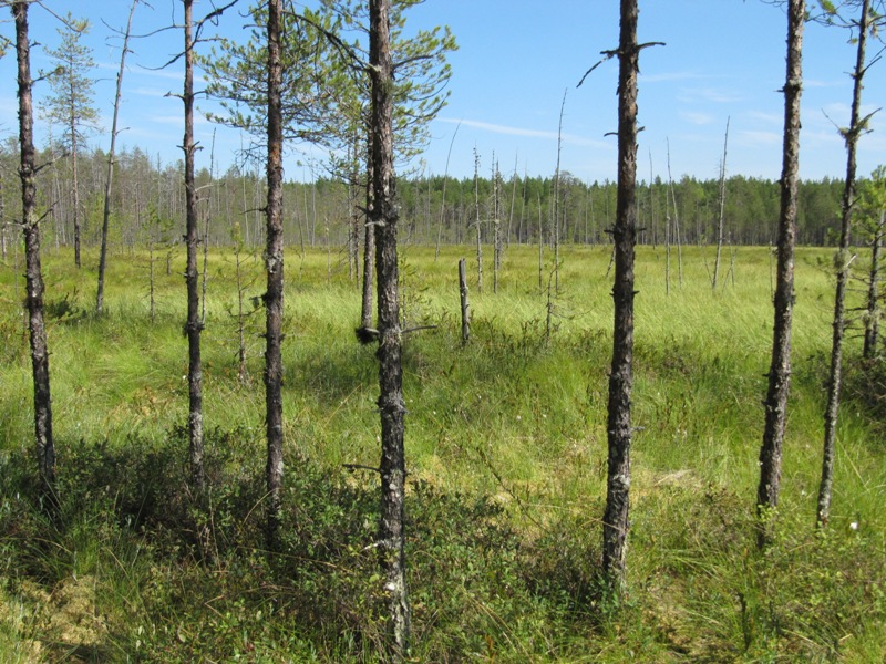 Маджа, image of landscape/habitat.