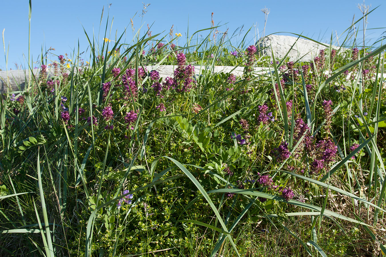 Подпахтинская губа, image of landscape/habitat.