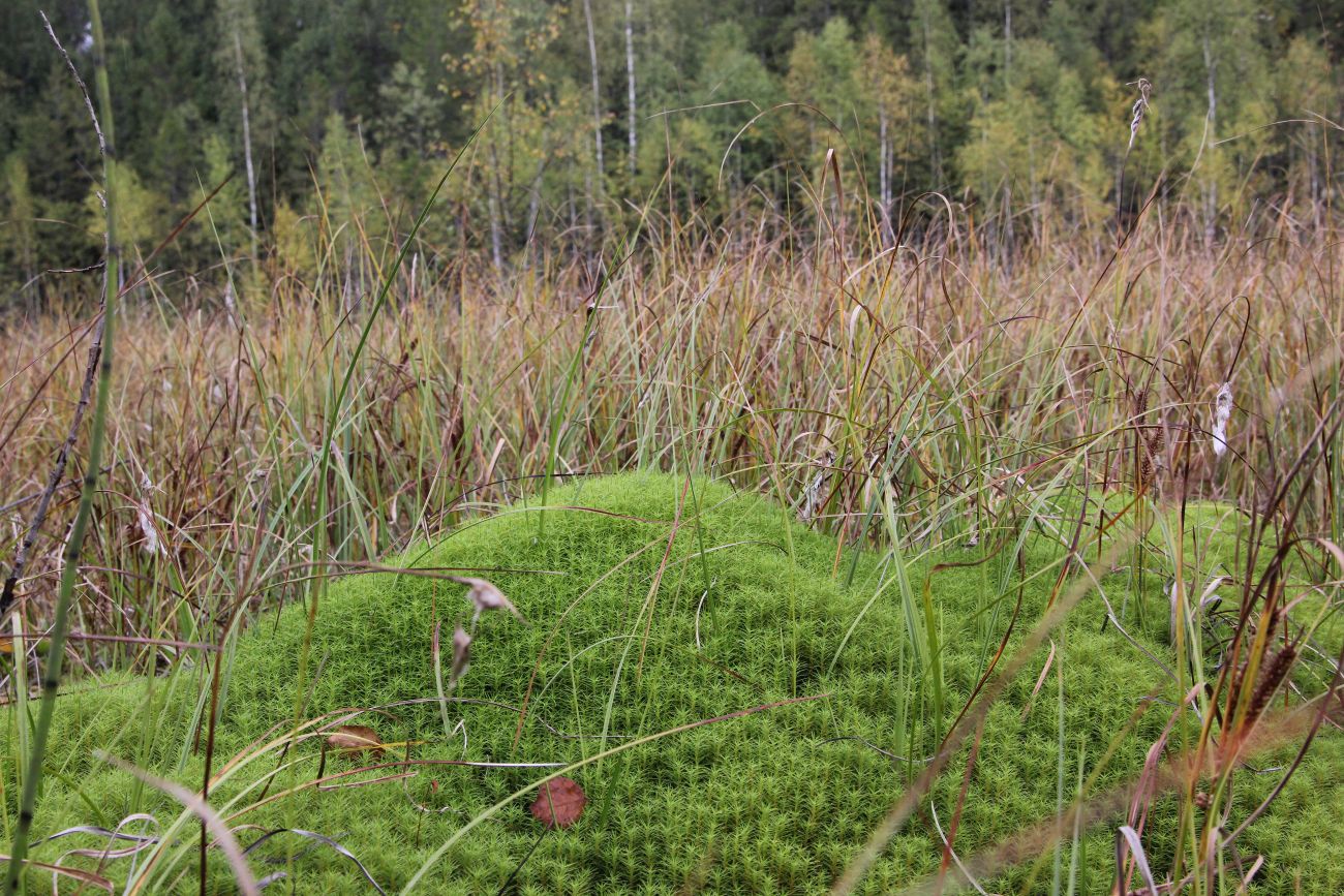 Бассейн реки Княжая, image of landscape/habitat.