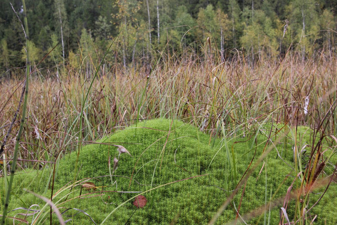 Бассейн реки Княжая, image of landscape/habitat.