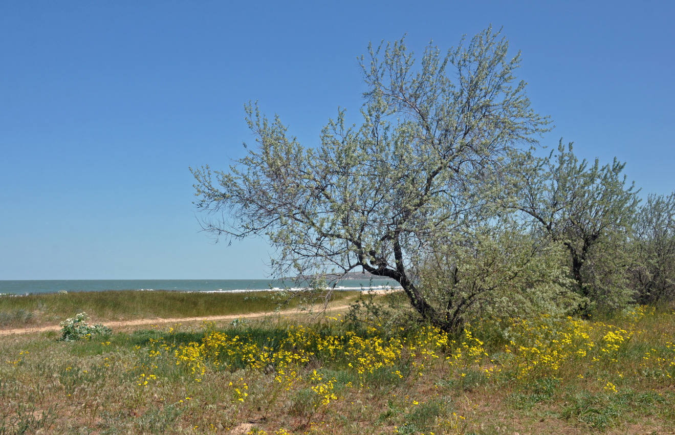 Новоотрадное, image of landscape/habitat.