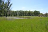 Астрахань, image of landscape/habitat.