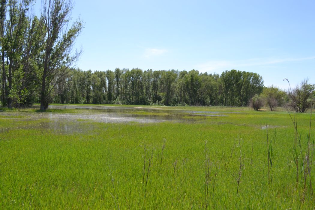 Астрахань, image of landscape/habitat.