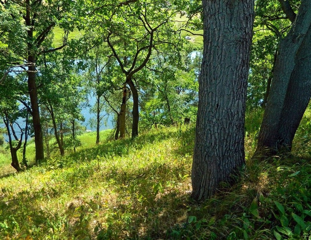 Нагорная дубрава «Улитинская», image of landscape/habitat.