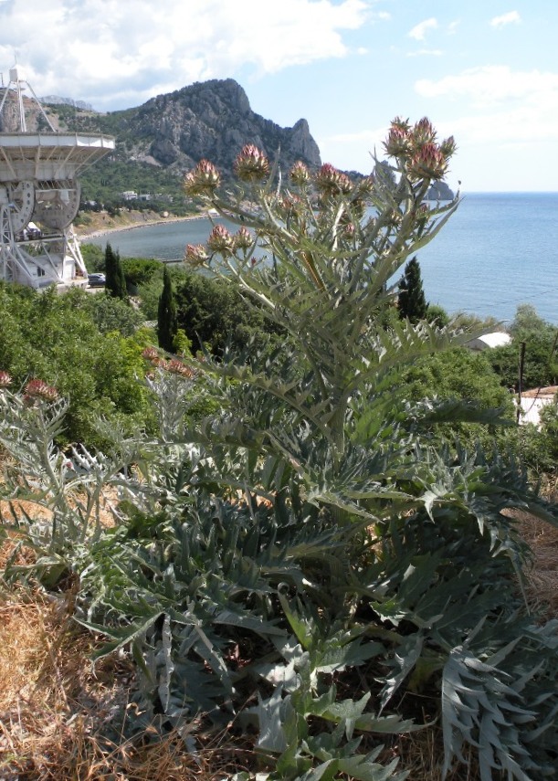 Окрестности Кацивели, image of landscape/habitat.