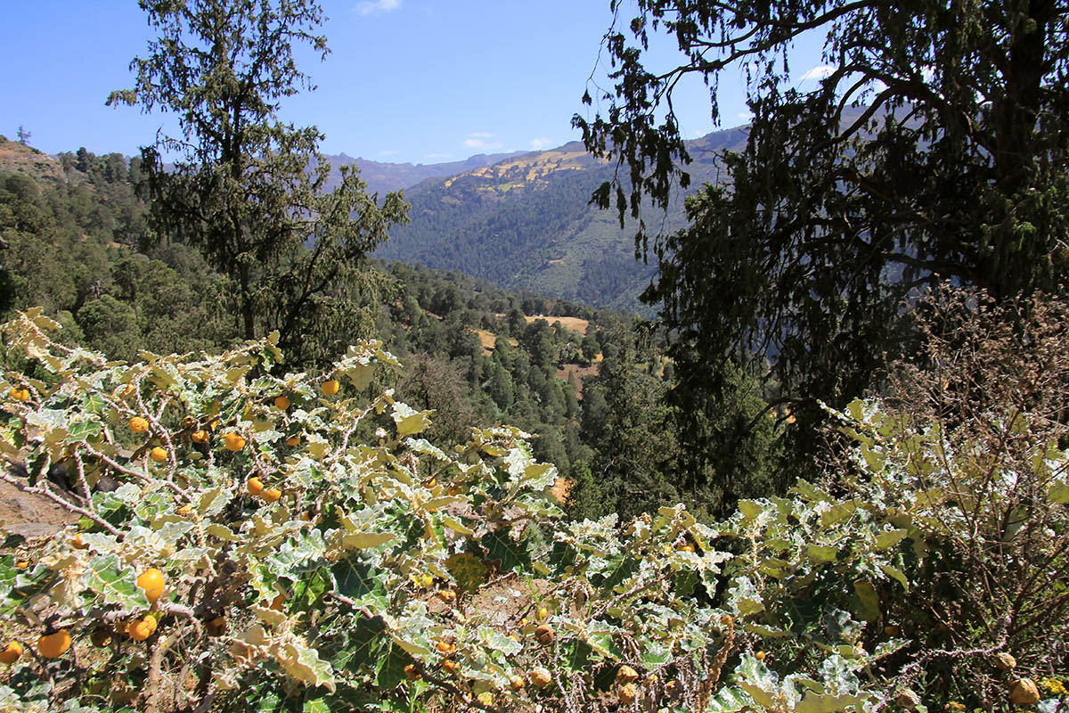 Горы Бале, image of landscape/habitat.