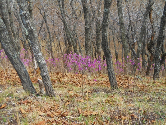 Находка, image of landscape/habitat.
