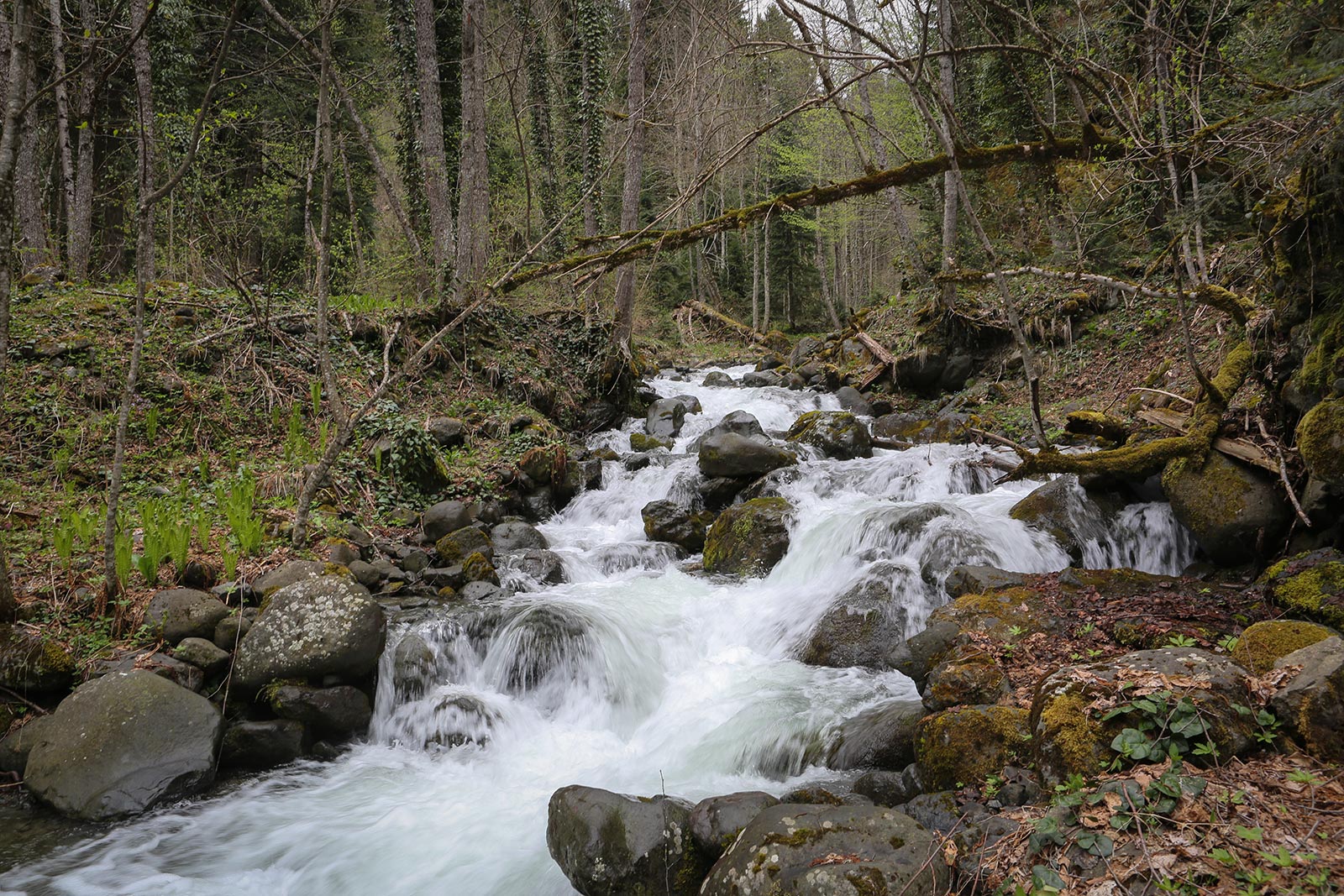 Северный берег озера Рица, image of landscape/habitat.
